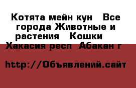 Котята мейн кун - Все города Животные и растения » Кошки   . Хакасия респ.,Абакан г.